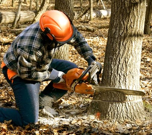 Tree Removal in Paris, ID